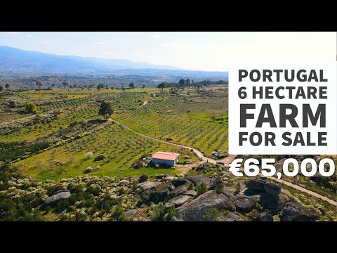 Видео: Оливковая ферма площадью 6 гектаров — ПРОДАЕТСЯ — Гуарда, Центральная Португалия, ВИРТУАЛЬНЫЙ ТУР...