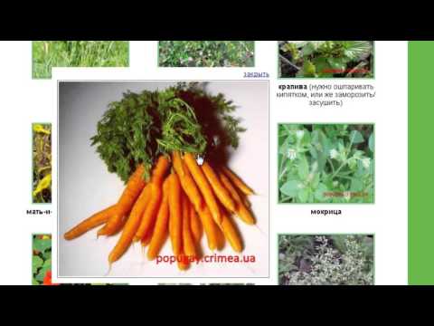 Видео: Питание попугая ч.7. Что можно и что нельзя давать волнистому попугаю