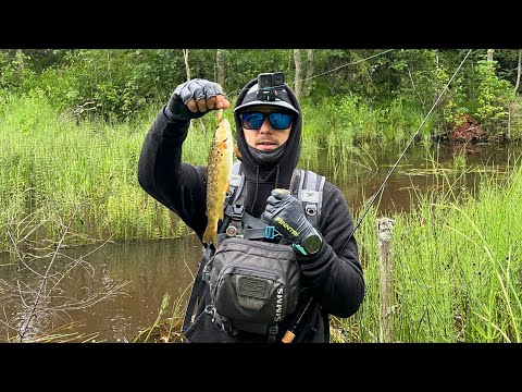Видео: Этот форелевый ручей опять раздаёт. На меня пошла рыба. Поход второй