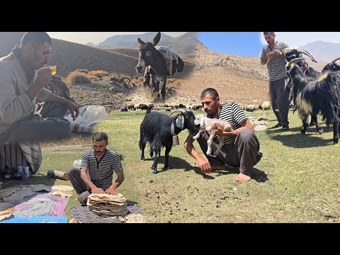 Видео: Кочевая жизнь: чистое удовольствие от кочевой жизни | Странное рождение коз и кормление горных