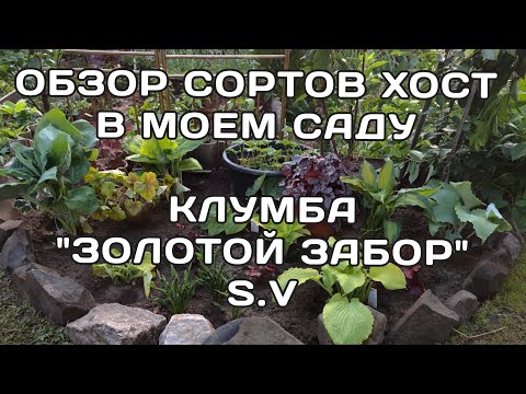 Видео: Обзор сортов хост в моем саду...Клумба *Золотой забор* #hosta #частнаяколлекция #сорт #коллекция