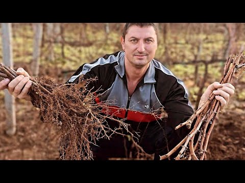 Видео: Простой способ размножения растений винограда в домашних условиях (практические советы начинающим).