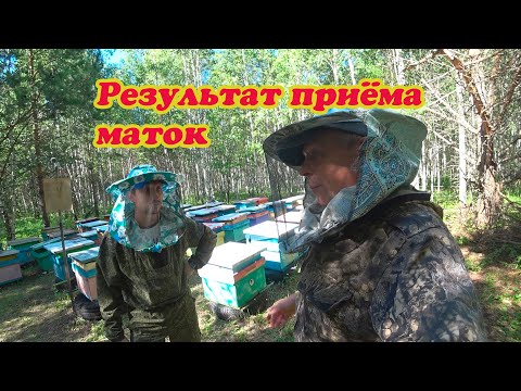 Видео: РЕЗУЛЬТАТ ПРИЁМА МАТОК НА ТОЧКЕ В ОСНОВНЫХ ПЧЕЛОСЕМЬЯХ
