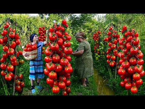 Видео: Сбор помидоров с грядки | Бабушка готовит вкусный обед и соленья