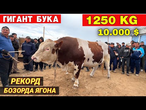 Видео: ГИГАНТ БУКА 1250 КГ РЕКОРД БОЗОРДА ЯГОНА 110 МИЛИОН СОМ !!! 13-ОКТЯБР ХОРАЗМ МОЛ БОЗОРИ ХОРАЗМ БОЗОР