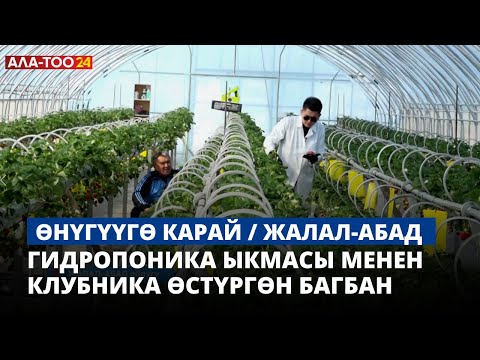 Видео: Гидропоника ыкмасы менен клубника өстүргөн багбан | Жалал-Абад