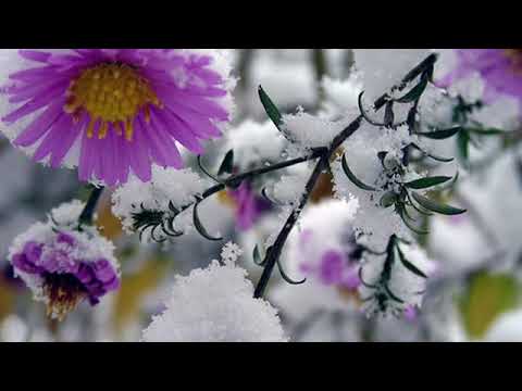 Видео: Посвящение другу Песня на стихи Николая Рубцова