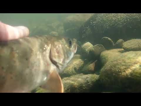 Видео: Бия 2022 1