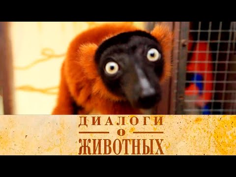 Видео: Сафари Парк в Геленджике. 3-я серия // Диалоги о животных @SMOTRIM_KULTURA