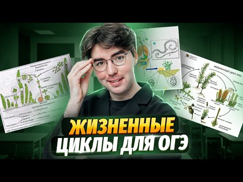 Видео: Жизненные циклы растений | Биология ОГЭ 2025 | Умскул