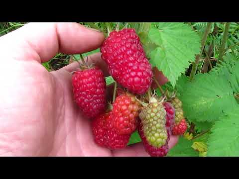 Видео: Малина Пшехиба 2019 г. Верхозин Юрий