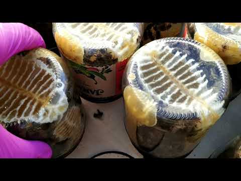 Видео: Сотовый мëд в банках, как получить сотовый мëд в банках, пчеловодства для души.