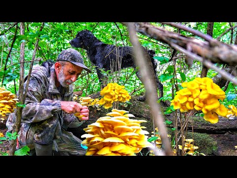 Видео: Грибы ИЛЬМАКИ вёшенка лимонная. Грибы Дальнего Востока. Грибы на дереве.