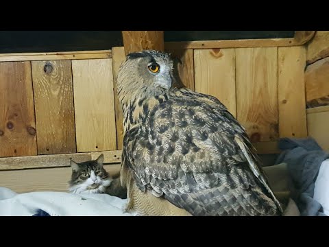 Видео: ТуСОВочка на чердаке. Засада из филина Ёлки
