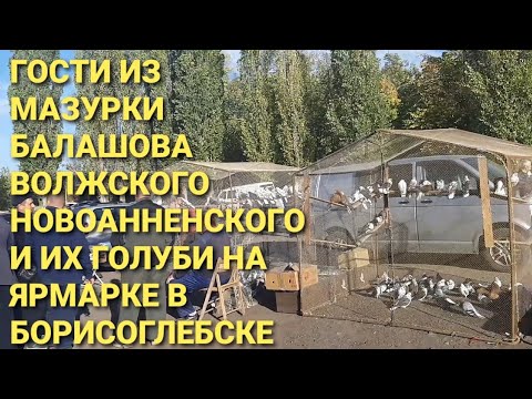 Видео: 🔥🕊🔥🕊🔥Гости из Мазурки, Балашова, Волжкого, Новоанненского и их голуби на ярмарке в Борисоглебске.