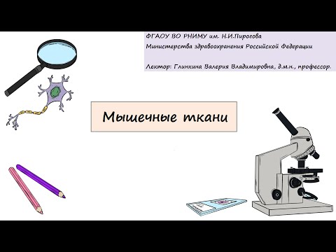 Видео: Гистология. Глинкина В.В. РНИМУ им. Н.И.Пирогова (11 тема)