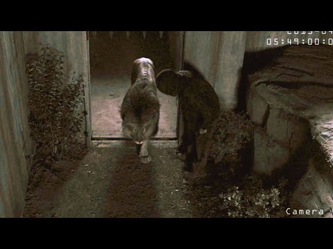 Видео: Арстан менен сүйлөшкөн учуру видео байкоого түшүп калган. (болгон окуя)...#Санчобекканал#кыргызча