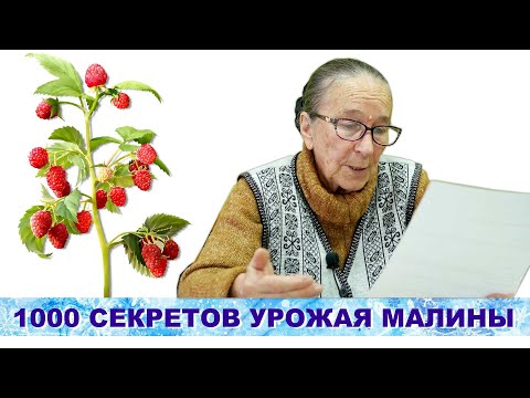 Видео: Малина. 1000 Секретов получить хороший урожай малины. Выпуск 11