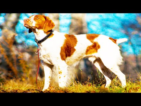 Видео: Бретонский спаниель. Происхождение породы, экстерьер, уход и воспитание. (DOGS FROM A TO Z)