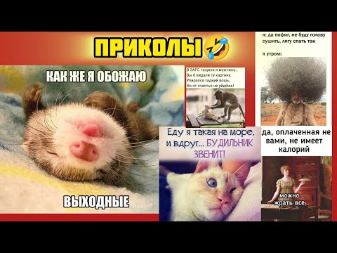 Видео: обожаю выходные, можно всё смотри смешные картинки мемы котики приколы 🤣