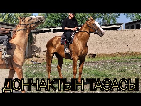 Видео: НАК ДОНЧАК ЗОЛОТОЙ👍30 апреля 2025 г.