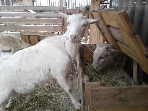 Видео: Как кормить коз зимой🐐