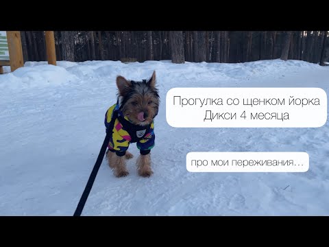 Видео: Прогулка со щенком йорка🐶 и мои страхи😞