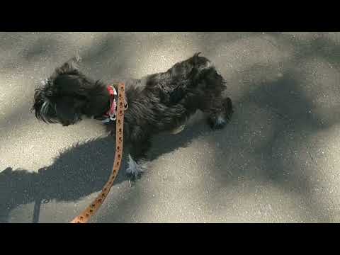 Видео: Цвергшнауцер.Наши девчонки!И не только!