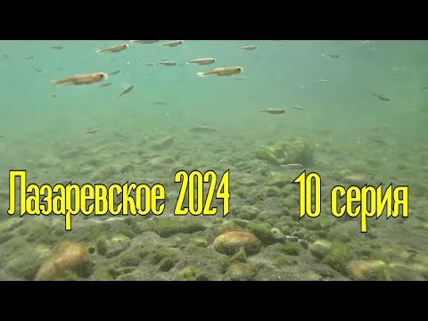 Видео: Лазаревское 2024/10 серия