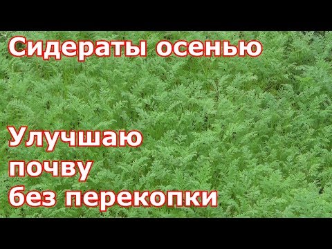 Видео: Сидераты осенью. Улучшаю почву без перекопки и без лишних хлопот. Какие и как сеять сидераты.