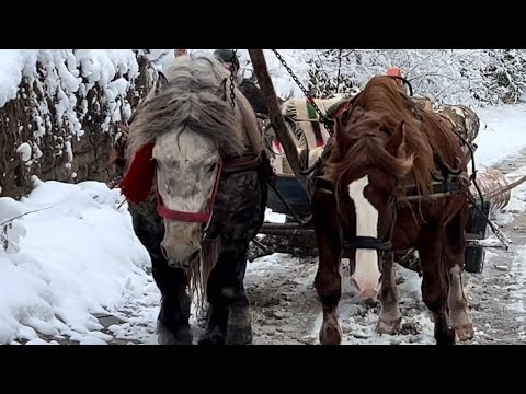Видео: 🔥🪓заготівля дров з громового дерева 🌲🦾🦾