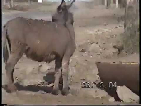 Видео: Чардахлу. Разрушений отчий до Баграмяна/Չարդախլու․ գաղտնի նկարահանումներ (2004)