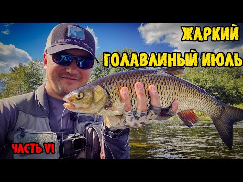 Видео: Жаркий голавлиный июль, заключительная часть, или обеденный жор голавля.