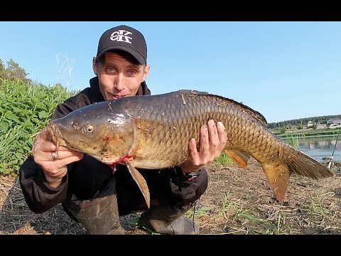 Видео: ФРИКЦИОН НА КАТУШКАХ РЕВЁТ, КАРП РАЗМАТЫВАЕТ ВСЮ ЛЕСКУ...  Рыбалка на карпа.