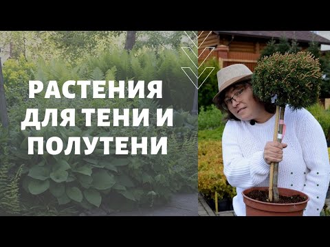 Видео: Растения для тени и полутени. Тенистый сад