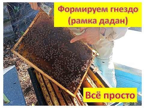 Видео: Формирование гнезда пчёл для зимовки на дадановской рамке