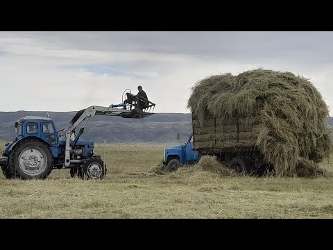 Видео: Қысқа жоңышқа жинау.Биылғы шыққан өнім.Жоңышқа тиеп тасу