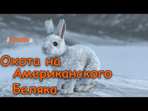 Видео: Охота на Американского беляка(В шкуре новичка)