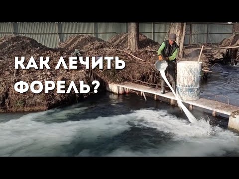 Видео: Известь! Лечение и профилактика форели. Как это делается? Акиташ менен форелди айыктыруу.