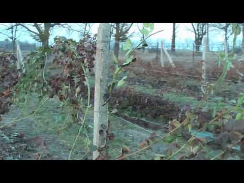 Видео: Цикличная формировка ежевики, часть 2.