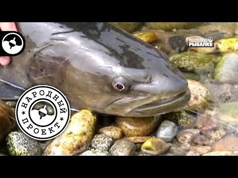 Видео: Рыбалка на Байкале. Таймень | Народный проект