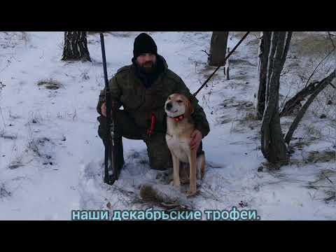 Видео: Охота на зайца в декабре! Тест антенны Соболь 3  , Bark X3 220. (Результат порадовал).