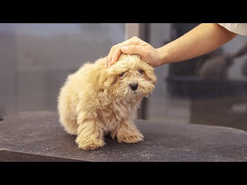 Видео: Чувствуете ли вы себя уверенно после стрижки?