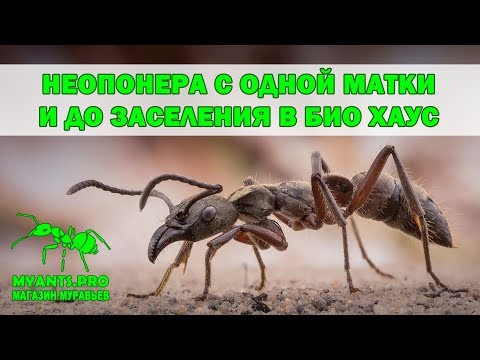 Видео: Neoponera с одной матки до 100 муравьев