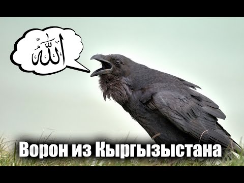 Видео: говорящий ворон Гриша (суйлой баштады шок😱
