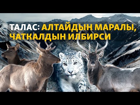 Видео: Талас: Алтайдын маралы, Чаткалдын илбирси