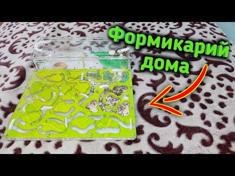 Видео: Муравьи в домашних условиях