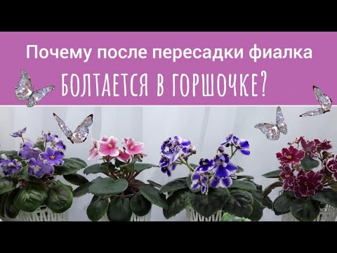 Видео: Почему спустя 3 недели после пересадки фиалка не укоренилась, а болтается в горшочке?