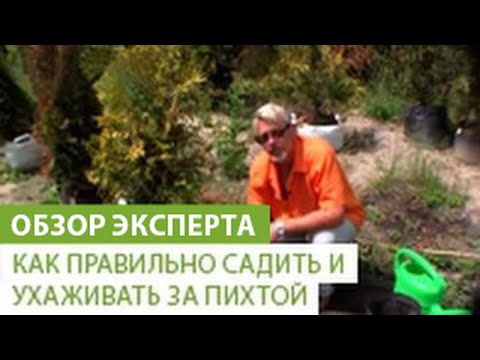 Видео: Как правильно сажать и ухаживать за пихтой