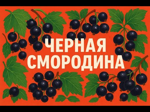 Видео: Черная смородина — королева садовых ягод . ТРИ РЕЦЕПТА